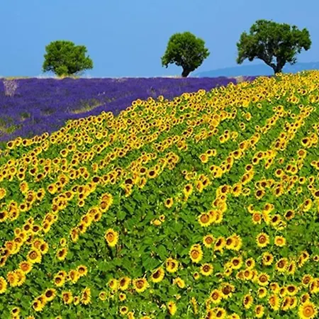 Six Chandelles M'etaient Comptees Puimoisson